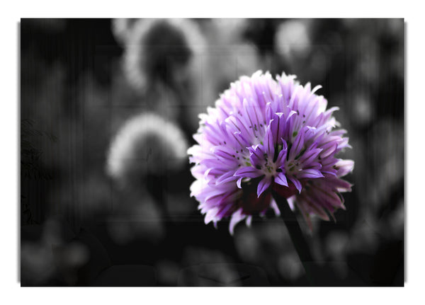 Purple Flower On Black And White Background