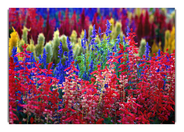 Rainbow Flowers