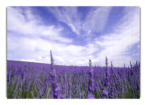 Lavender Field 2