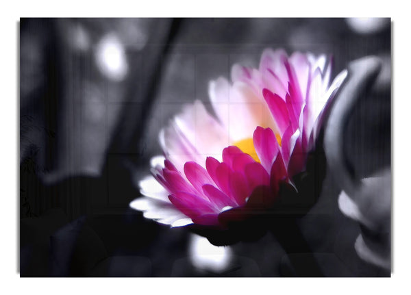 Pink Flower On Black And White Background