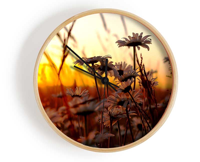 Daisies At Sunset Clock - Wallart-Direct UK