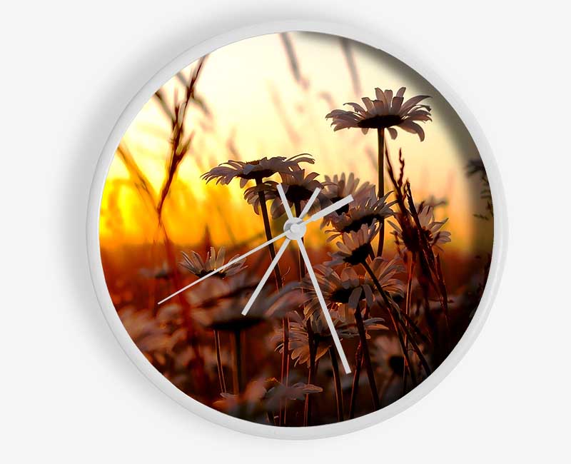 Daisies At Sunset Clock - Wallart-Direct UK