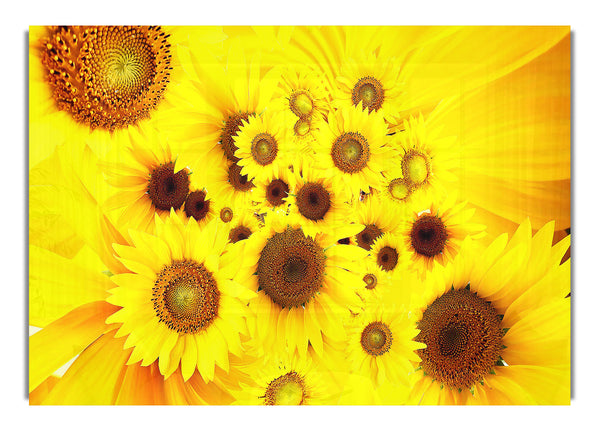 Sonnenblumen 4