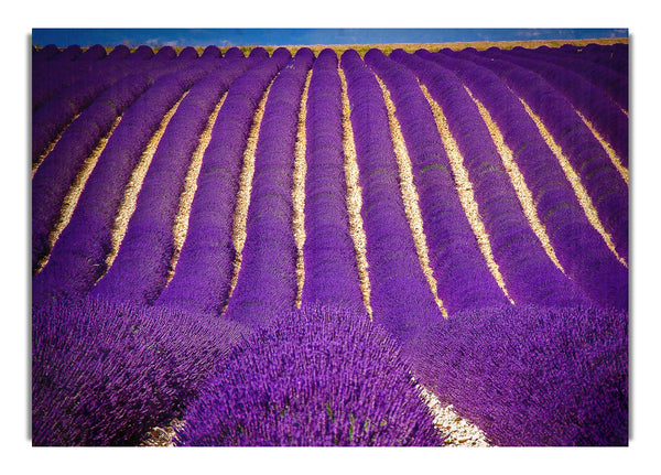 Lavender Field