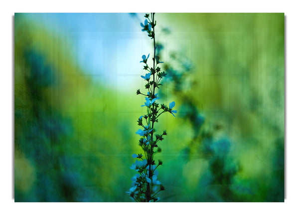 Blue Plant