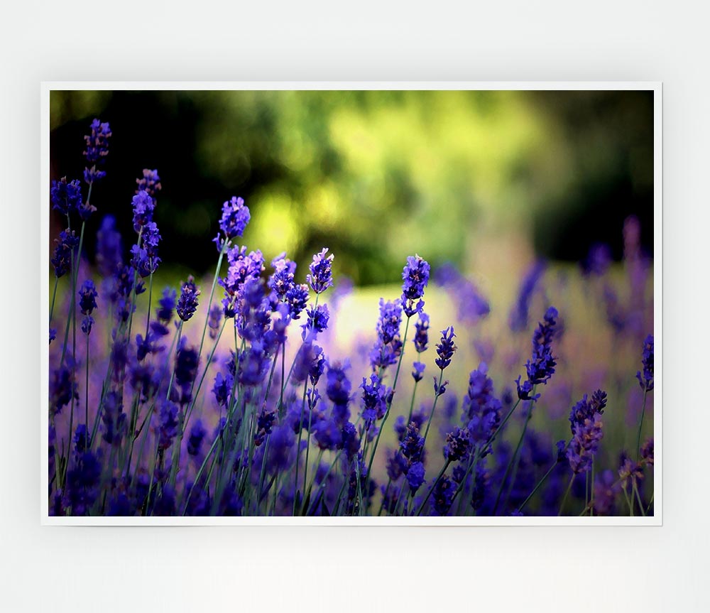 Beautiful Lavender Flowers Print Poster Wall Art