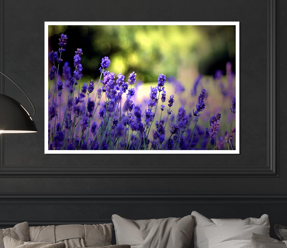 Beautiful Lavender Flowers Print Poster Wall Art