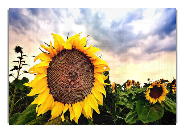 Sunflower Close Up Hdr