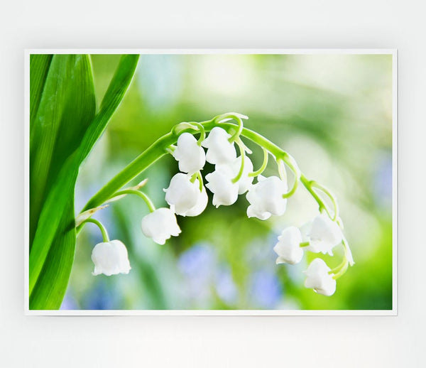 Lily Of The Valley Print Poster Wall Art