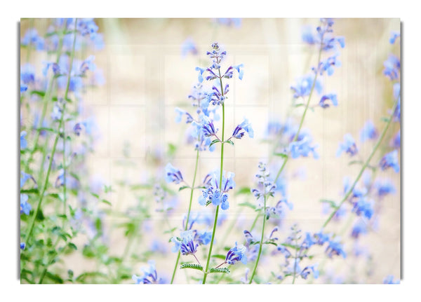 Blue Small Flowers