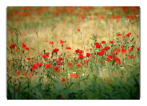 Poppies In The Field