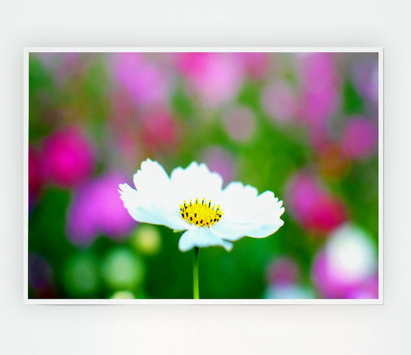 White Cosmos Print Poster Wall Art