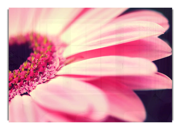 Gerbera Macro