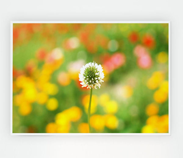 White Clover Print Poster Wall Art