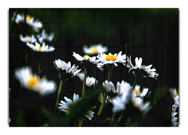 Grass And White Flowers