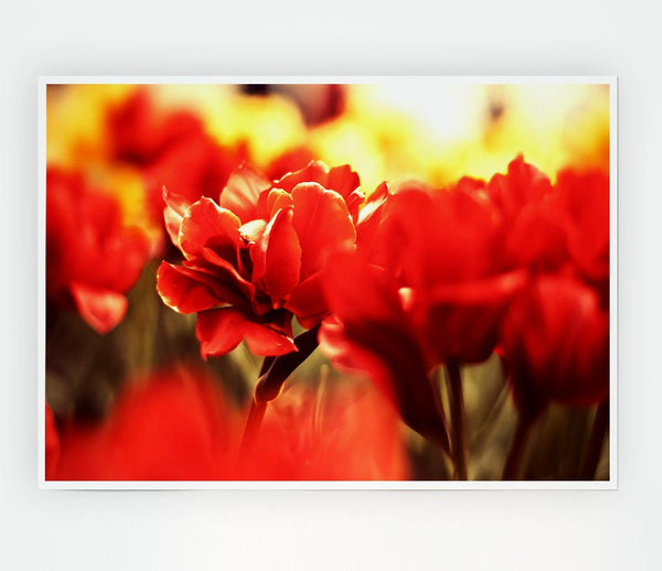 Beautiful Red Flowers Print Poster Wall Art