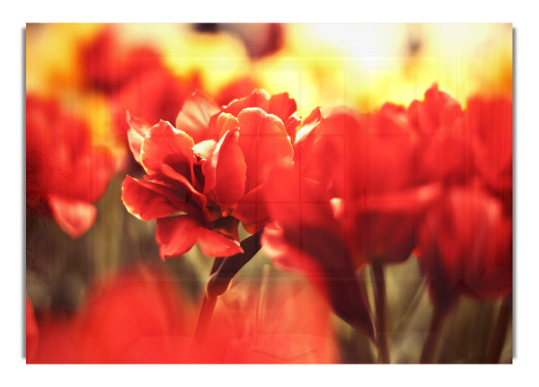 Beautiful Red Flowers