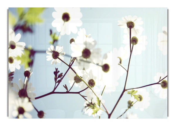 White Summer Flowers