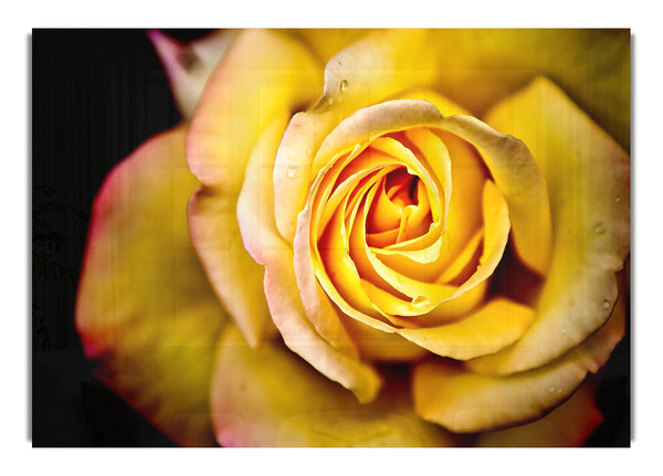 Yellow Rose Macro