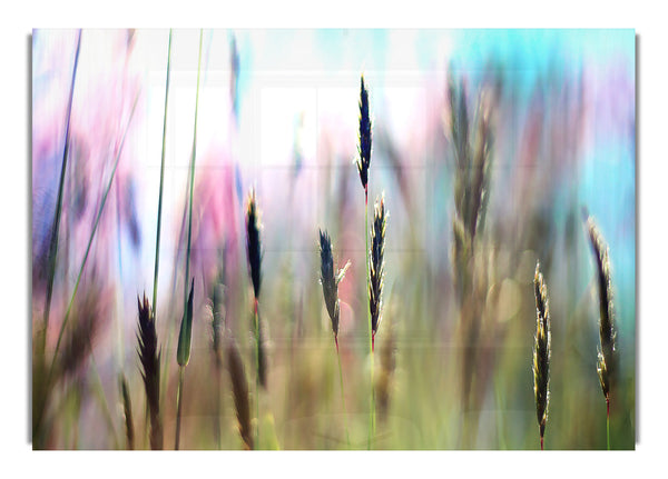 Field Grass 2