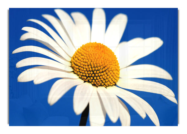 White Daisy Against A Blue Sky