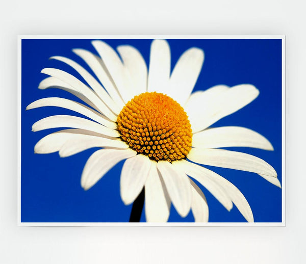 White Daisy Against A Blue Sky Print Poster Wall Art