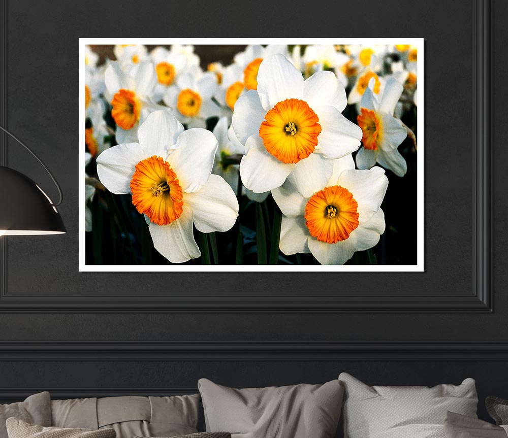 White Daffodils Print Poster Wall Art