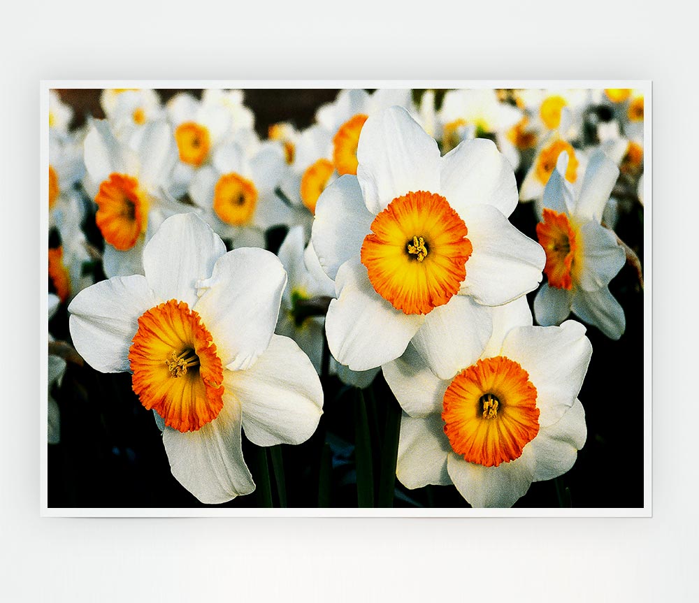 White Daffodils Print Poster Wall Art