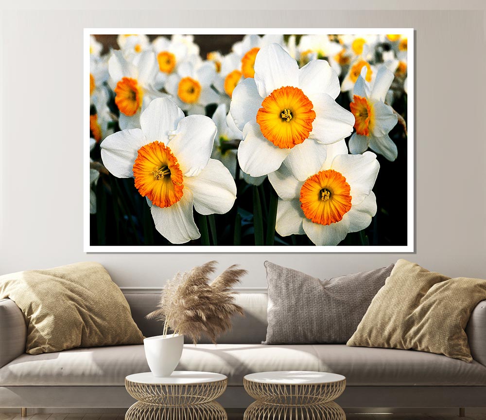 White Daffodils Print Poster Wall Art