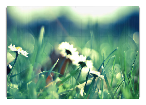 Daisies And Grass