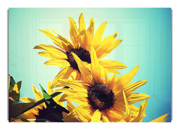 Sunflowers Against Blue Sky