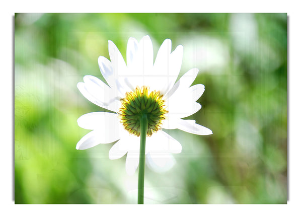 Daisy In The Sun