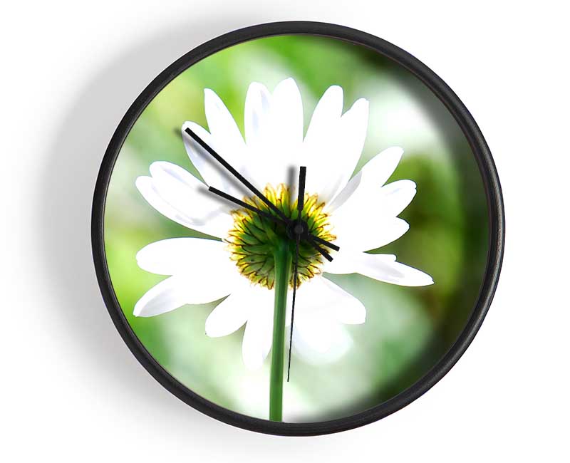 Daisy In The Sun Clock - Wallart-Direct UK