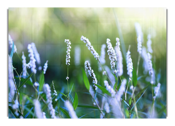 Blue Field Flowers