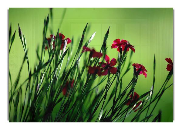 Small Field Flowers