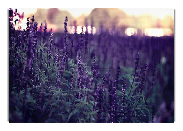 Lavender Flowers