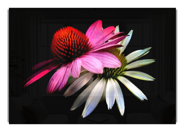 Cone Flowers Black Background