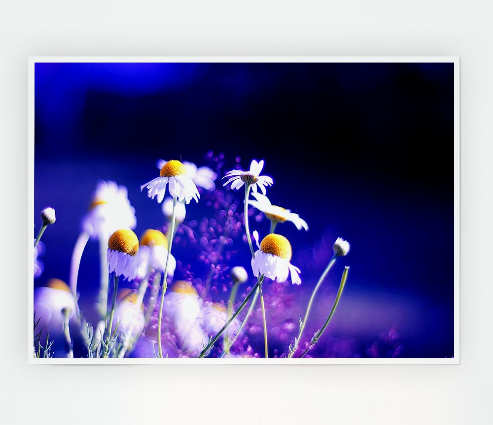 Beautiful Chamomile Flowers Print Poster Wall Art