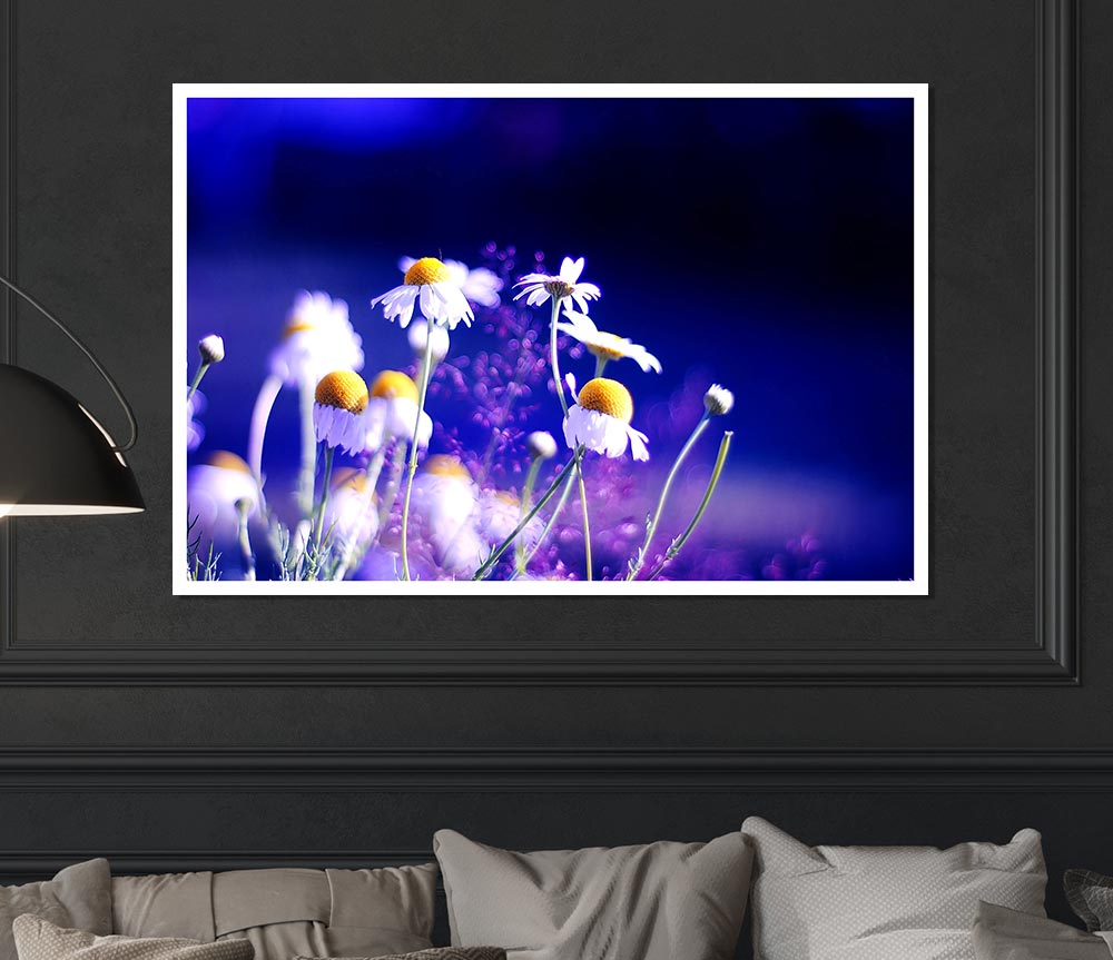 Beautiful Chamomile Flowers Print Poster Wall Art