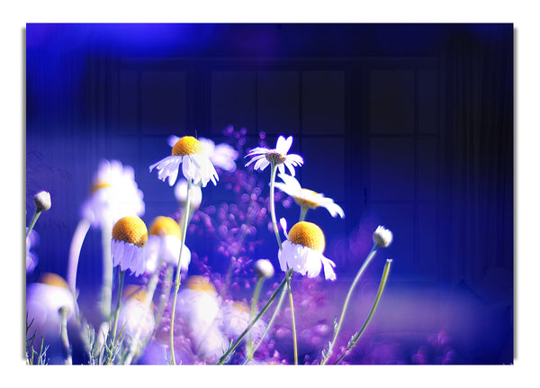 Beautiful Chamomile Flowers