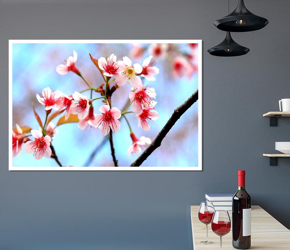 Wild Himalayan Cherry Print Poster Wall Art