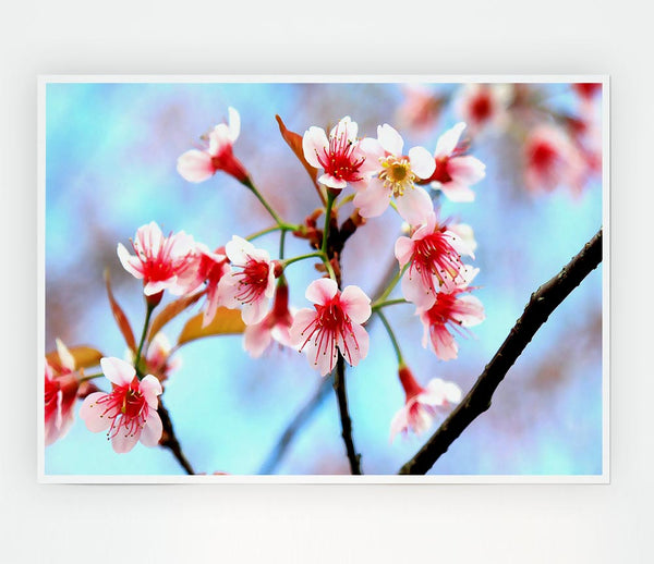 Wild Himalayan Cherry Print Poster Wall Art