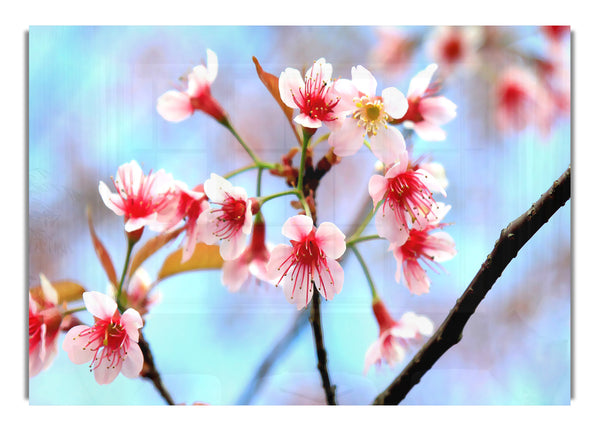 Wild Himalayan Cherry