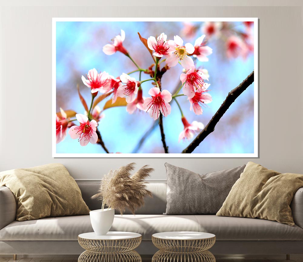 Wild Himalayan Cherry Print Poster Wall Art