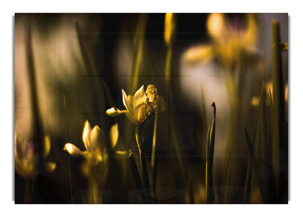 Withered Yellow Flowers