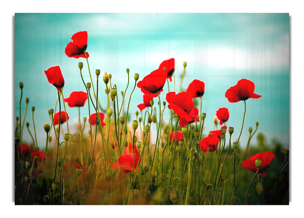 Beautiful Poppy Field