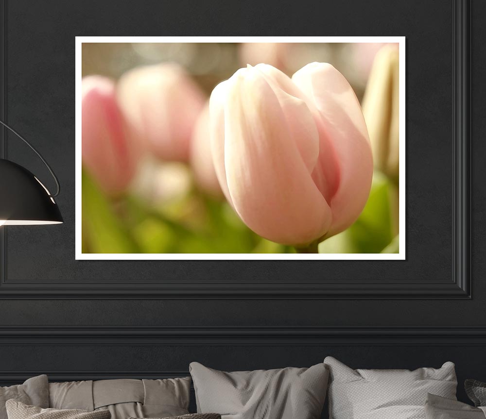 Baby Pink Tulip Print Poster Wall Art