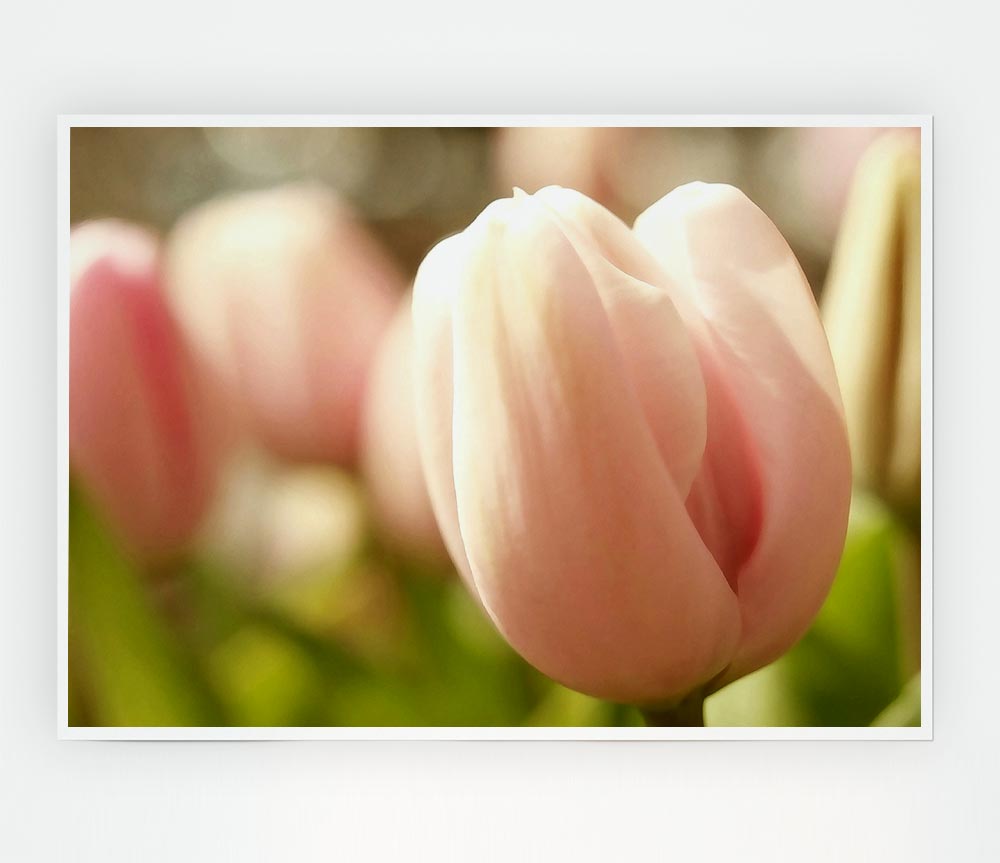 Baby Pink Tulip Print Poster Wall Art