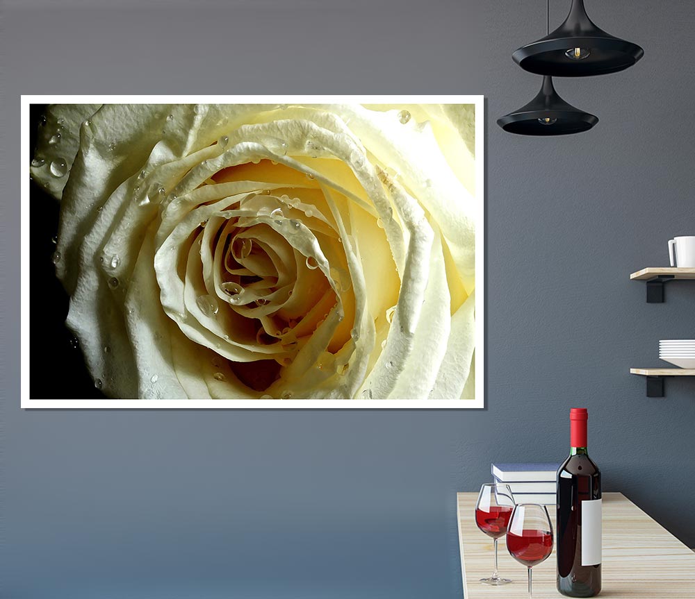 White Rose On Black Velvet Print Poster Wall Art