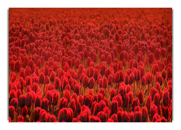 Field Of Scarlet Tulips